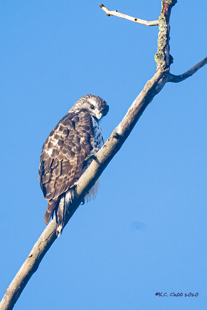 Red-tailed Hawk