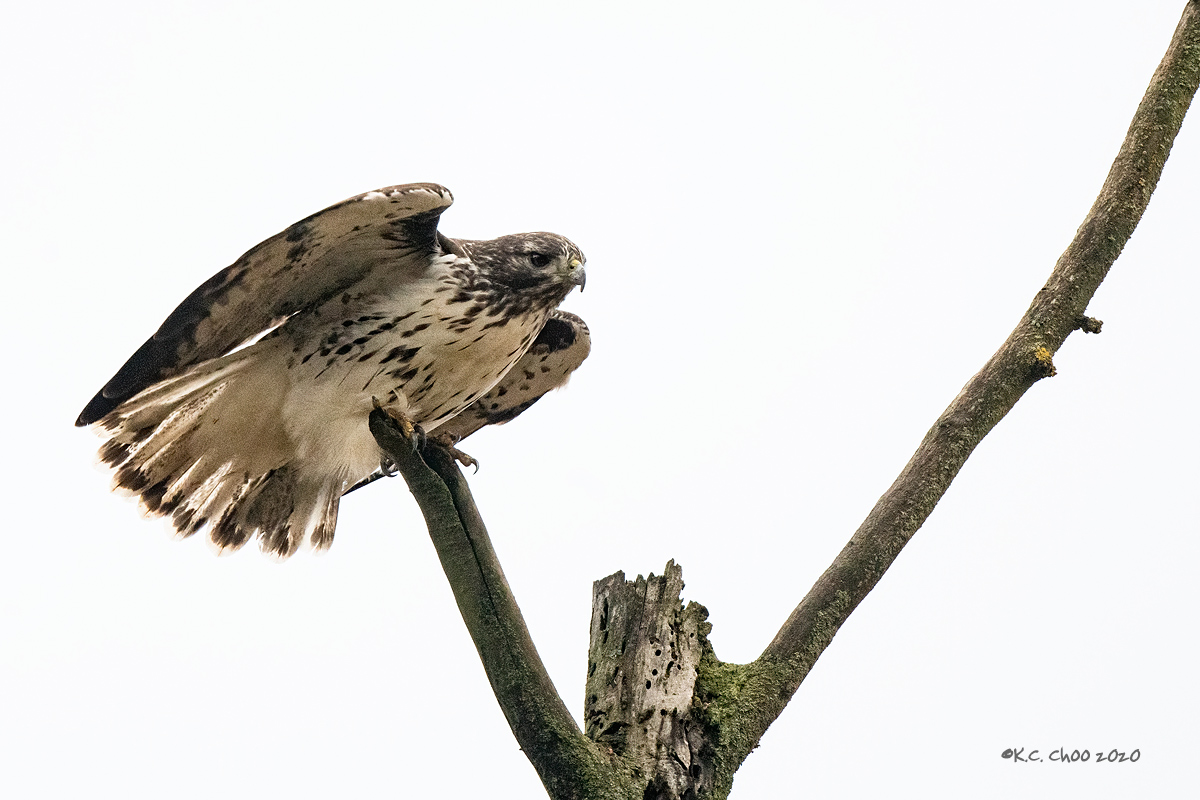 Red-tailed Hawk