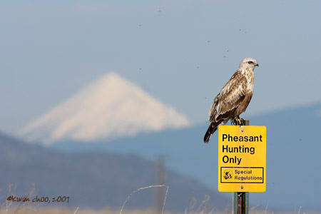 Red-tailed Hawk