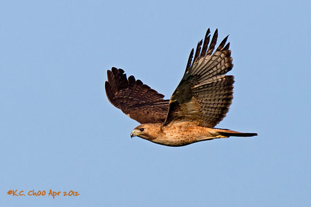 Red-tailed Hawk