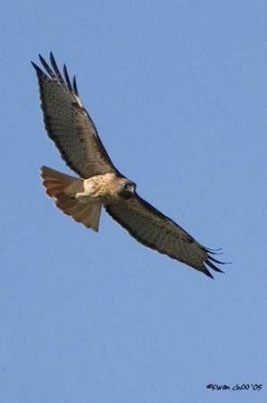 Red-tailed Hawk
