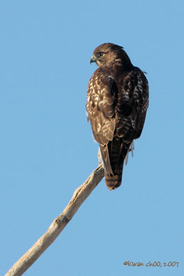 Red-tailed Hawk