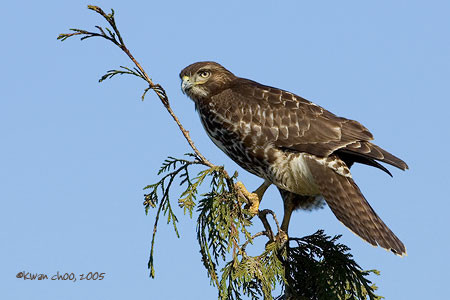 Red-tailed Hawk