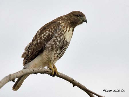 Red-tailed Hawk