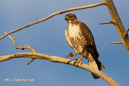 Red-tailed Hawk