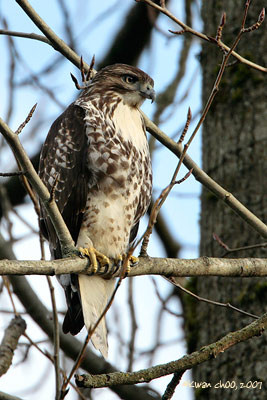 Red-tailed Hawk
