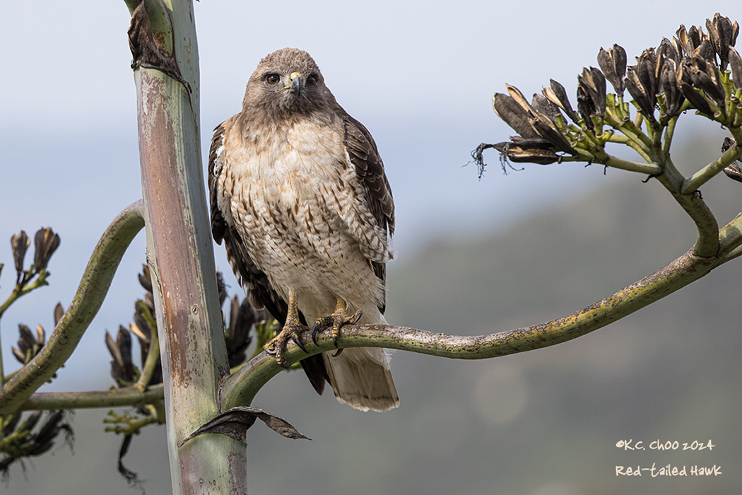 Red-tailed Hawk