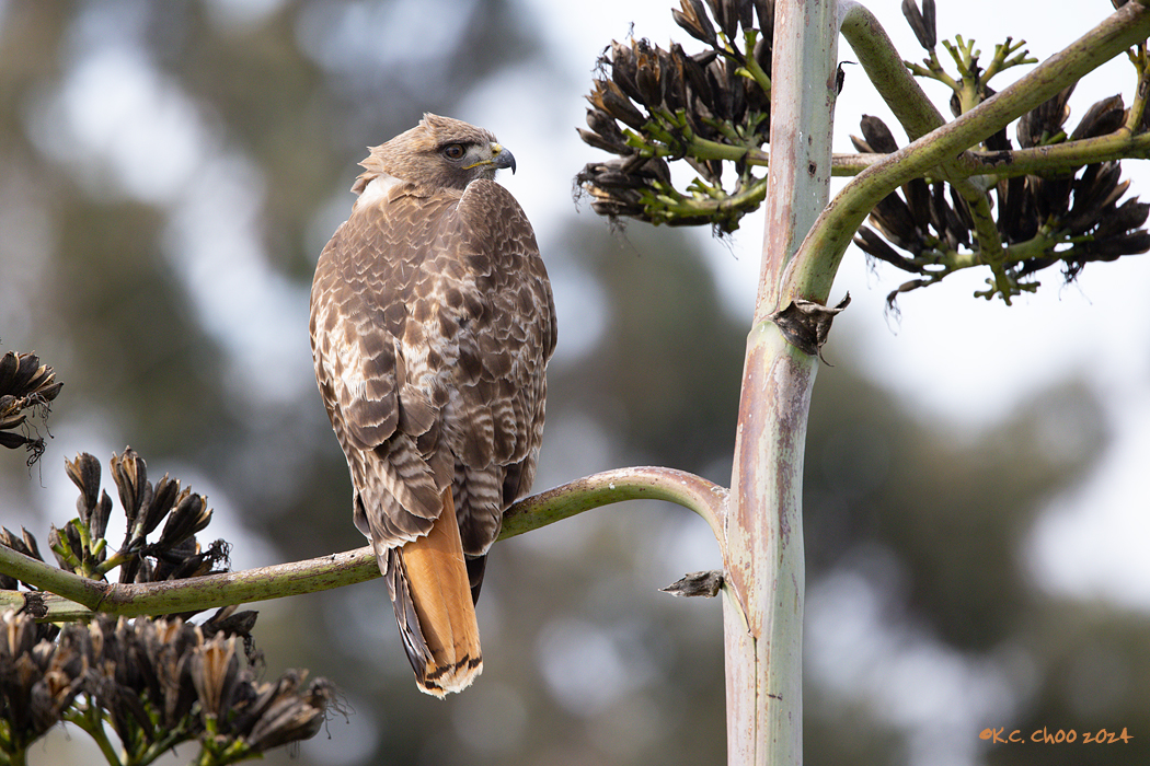 Red-tailed Hawk