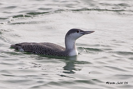 Red-throated Loon
