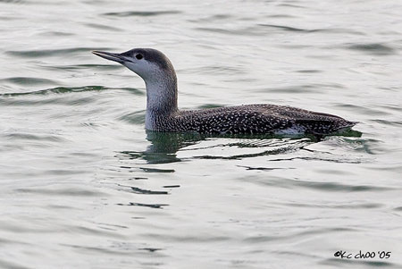 Red-throated Loon