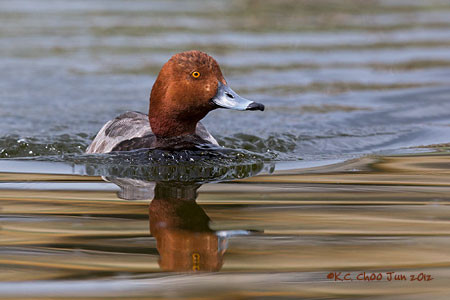 Redhead