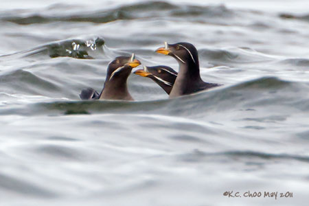 Rhinoceros Auklet