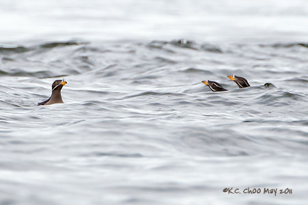 Rhinoceros Auklet