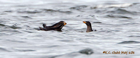 Rhinoceros Auklet