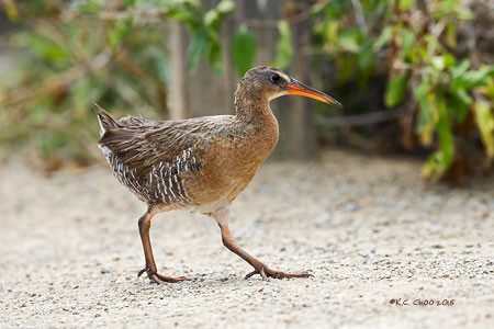 Ridgway Rail