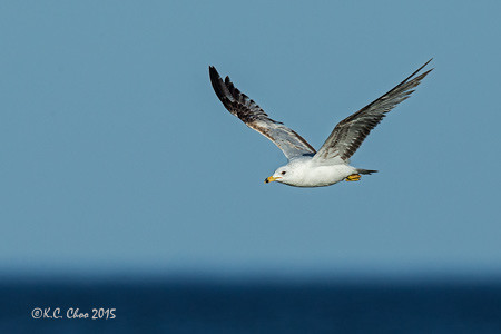 Ring-billed Gull
