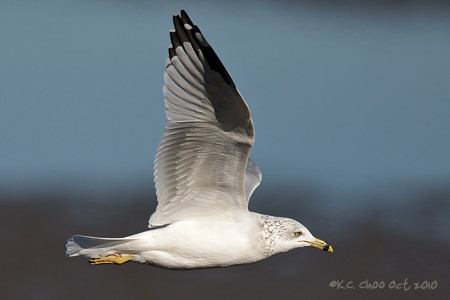 Ring-billed Gull