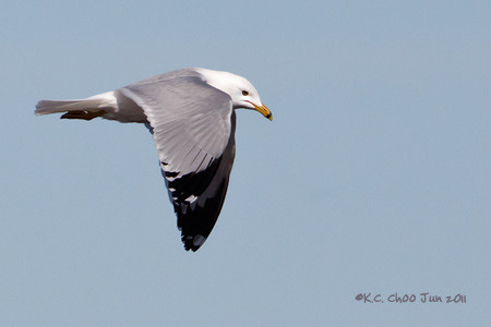 Ring-billed Gull
