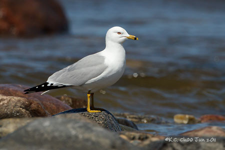 Ring-billed Gull
