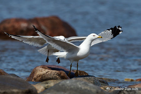 Ring-billed Gull