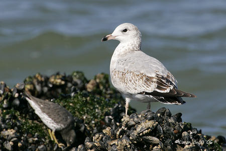 Ring-billed Gull