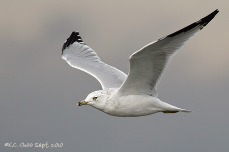 Ring-billed Gull