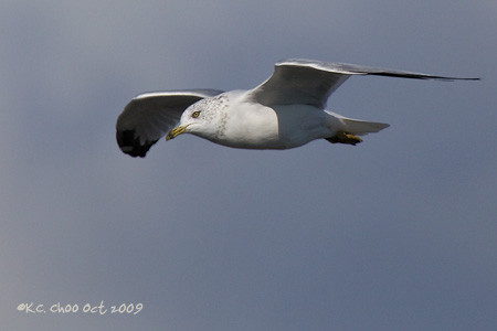 Ring-billed Gull
