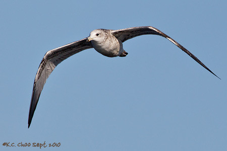 Ring-billed Gull