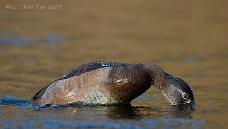 Ring-necked Duck