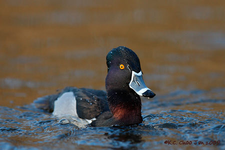 Ring-necked Duck