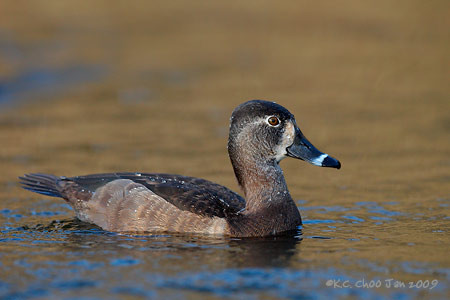 Ring-necked Duck