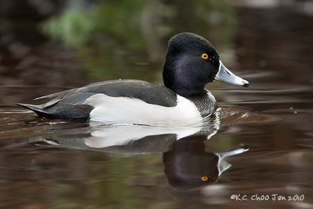 Ring-necked Duck
