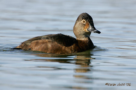 Ring-necked Duck