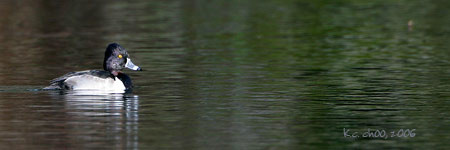 Ring-necked Duck
