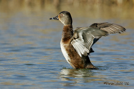 Ring-necked Duck