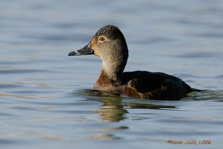 Ring-necked Duck