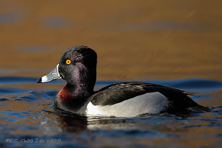 Ring-necked Duck