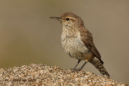 Rock Wren