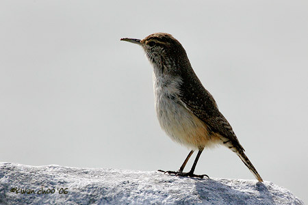 Rock Wren