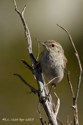 Rock Wren