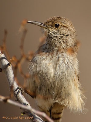 Rock Wren
