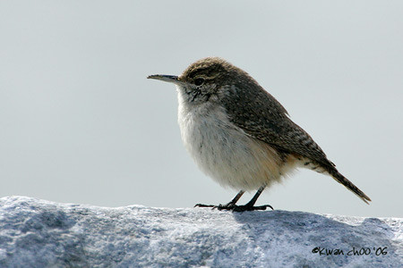 Rock Wren