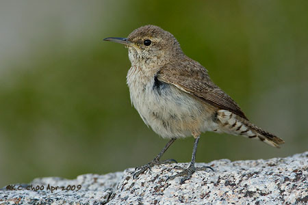 Rock Wren