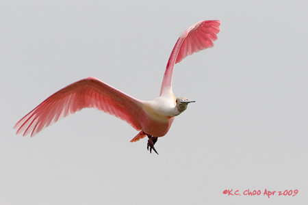 Roseate Spoonbill