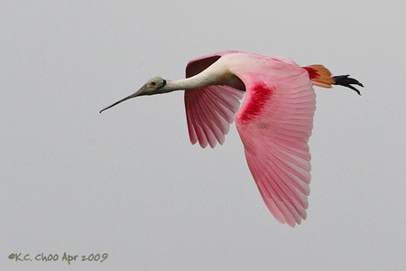 Roseate Spoonbill