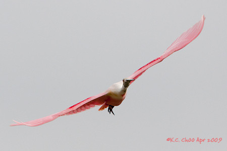 Roseate Spoonbill