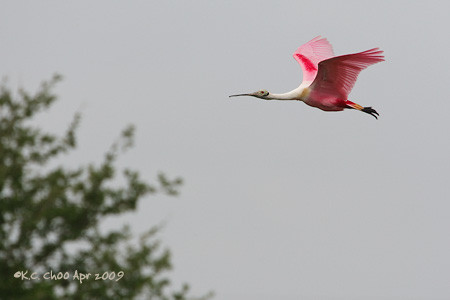 Roseate Spoonbill