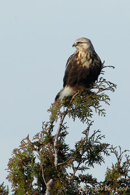 Rough Legged Hawk