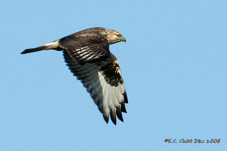 Rough Legged Hawk