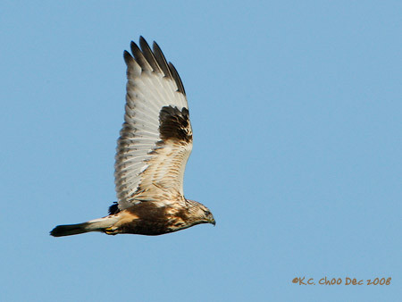 Rough Legged Hawk